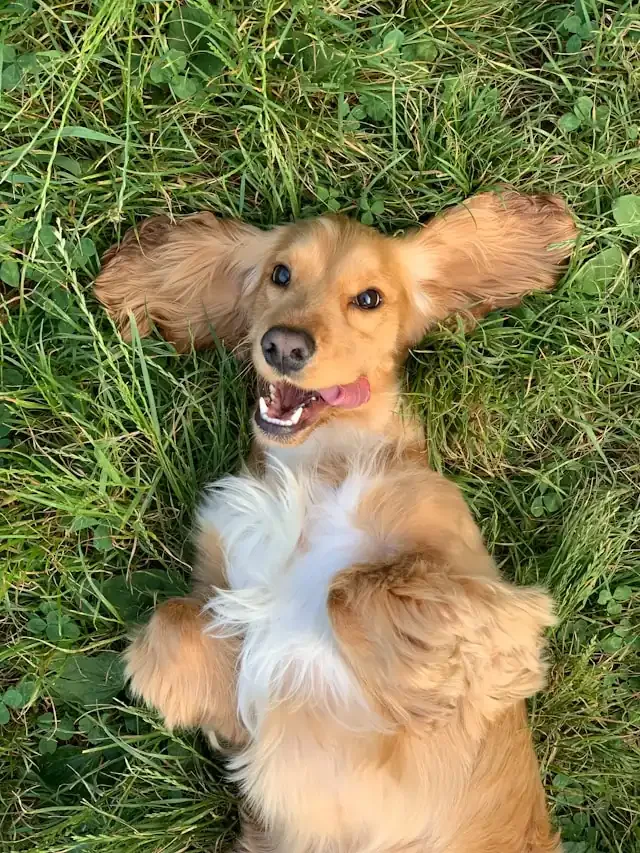 Happy golden spaniel lying on its back in the grass