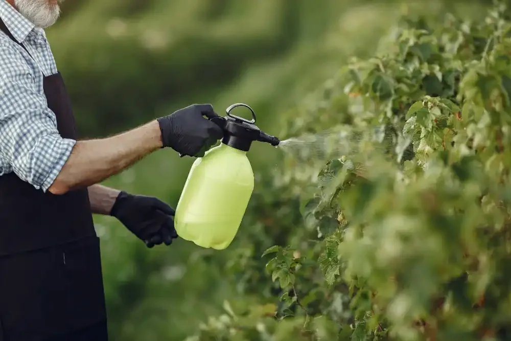 Gloved hand spraying a garden with a pump sprayer