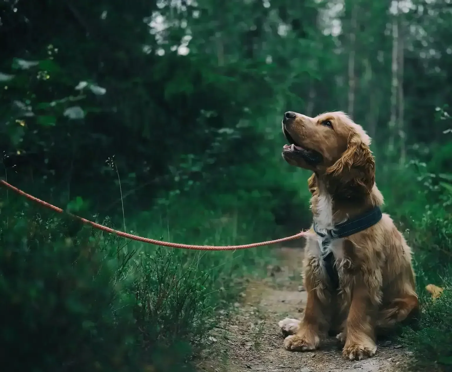 Golden cocker spaniel sitting on a forest path on a red leash, looking up.