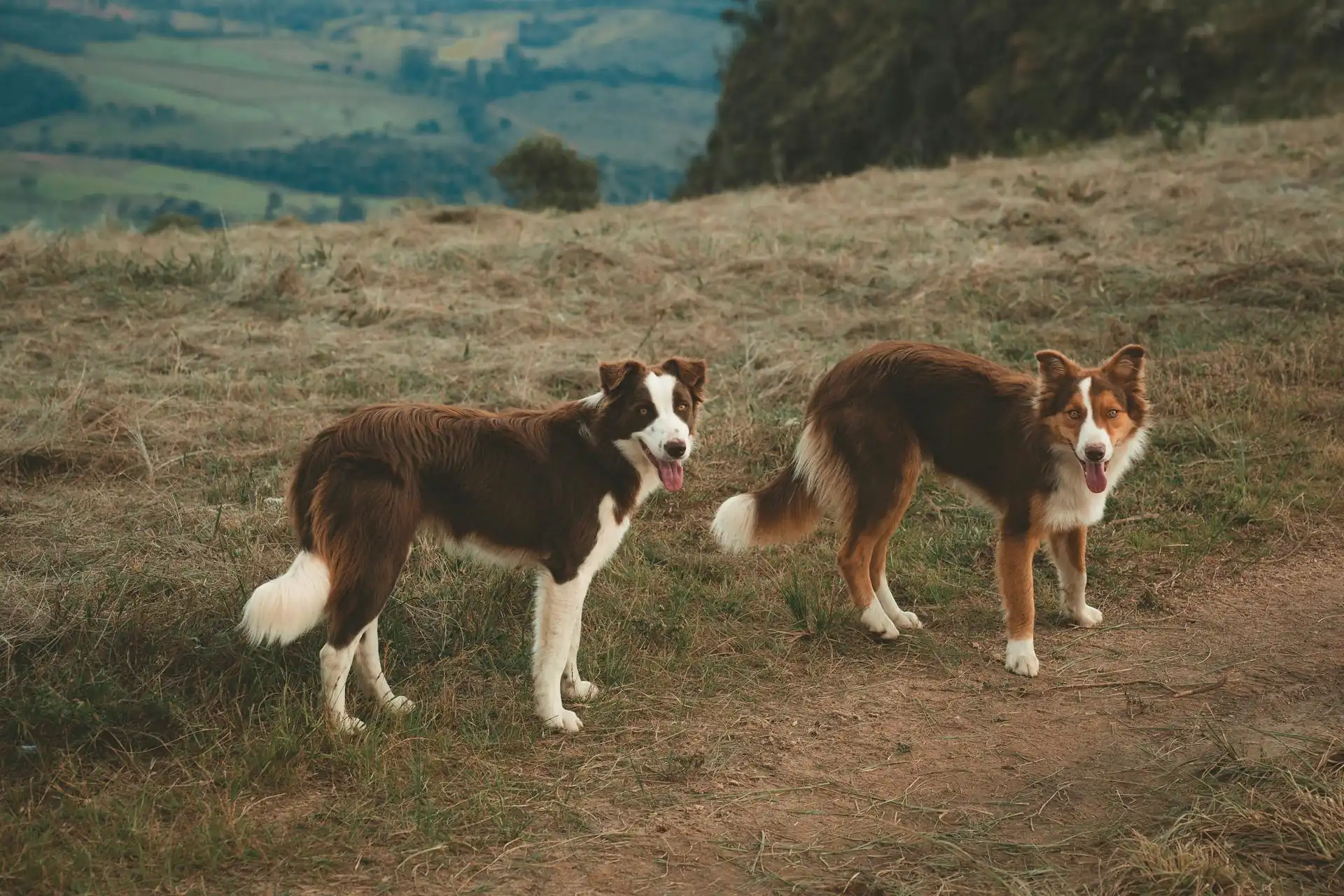 Two border collies standing on a dry grassy hillside overlooking green valleys.