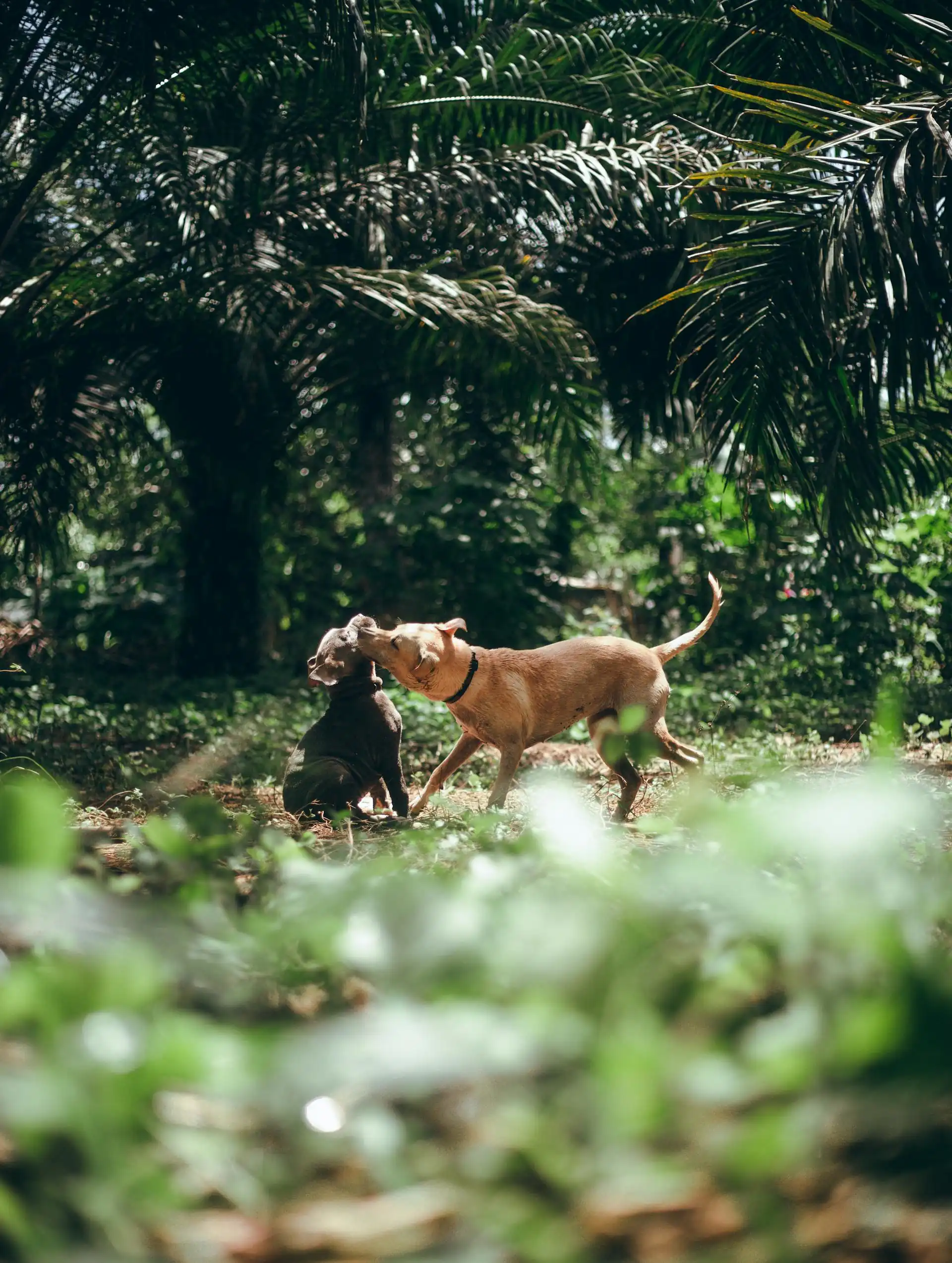 Two dogs playing under tall palm trees with blurred green plants in the foreground.